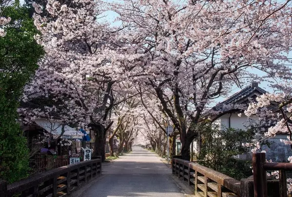 19 福岡のおすすめ桜名所10選 流川の桜並木は必見 見頃情報も ローリエプレス