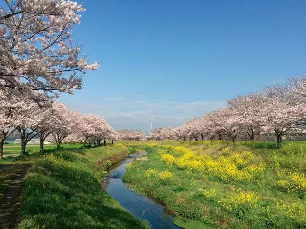 19 福岡のおすすめ桜名所10選 流川の桜並木は必見 見頃情報も ローリエプレス