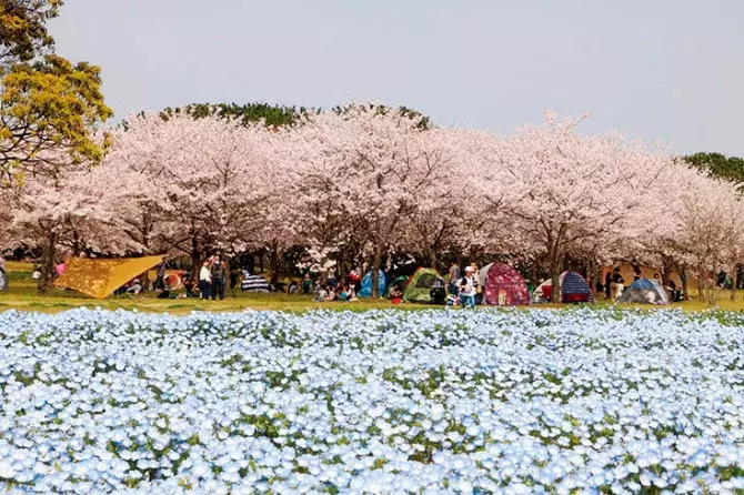 19 福岡のおすすめ桜名所10選 流川の桜並木は必見 見頃情報も ローリエプレス