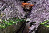 桜が見られるのは琵琶湖だけじゃない！春おすすめのスポット12選【滋賀】