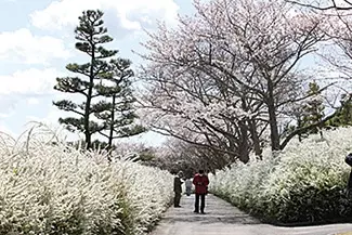 東海 絶景ドライブ7コース 花畑や旬グルメに注目 19 ローリエプレス