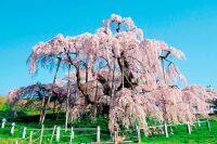 全国「しだれ桜」15選！一度はお花見したい名所の絶景も＜2019見頃・開花時期＞