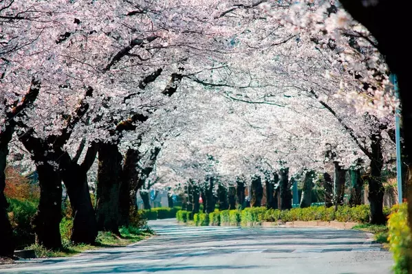 長瀞 桜トンネル 通り抜けの桜 でお花見しよう 19年見頃情報も 埼玉 ローリエプレス