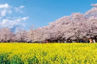 春景色は黄色 ピンクが映える 桜と菜の花が美しい 花絶景 4選 関東 19 ローリエプレス