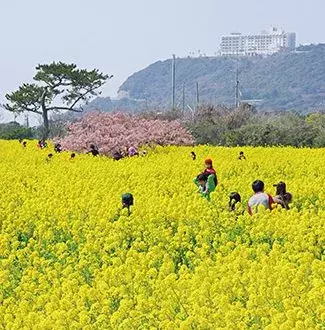 19 春に行きたい花畑9選 チューリップ 桃がフォトジェニック 東海 ローリエプレス