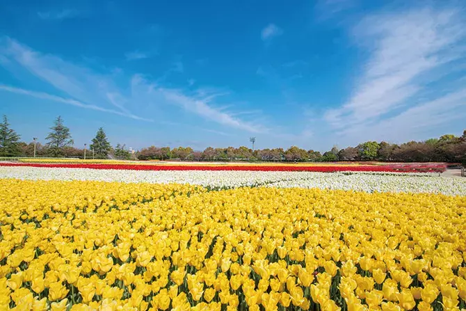 19 春に行きたい花畑9選 チューリップ 桃がフォトジェニック 東海 ローリエプレス