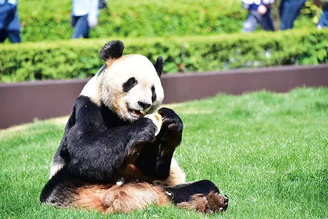 最速 動物園 名前 面白い