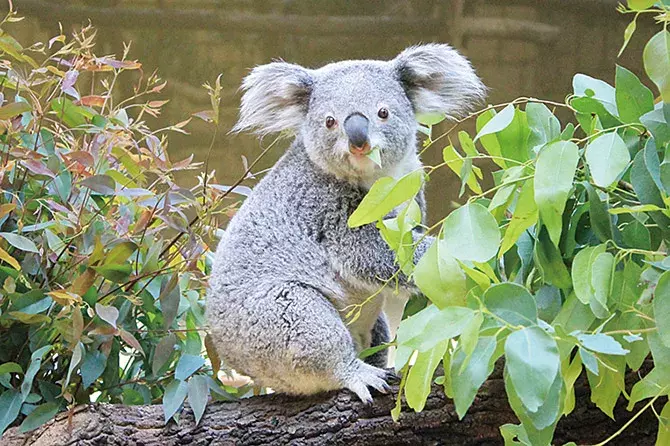 最速 動物園 名前 面白い