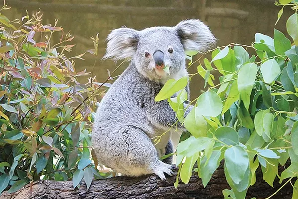 アンタッチャブル柴田が教える 意外と面白い 動物雑学 と動物園の楽しみ方 ローリエプレス