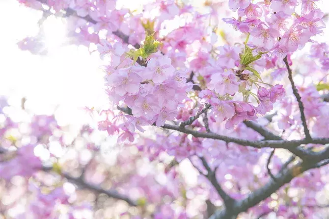 東京ディズニーリゾート R で平成最後のお花見を キュートすぎる桜グッズも登場 ローリエプレス