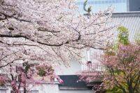 桜×アートの大人デート！ホテル雅叙園東京「桜のおもてなし」で優雅に春気分を♪