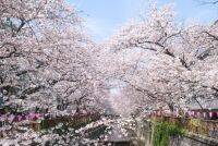 「目黒川の桜」が見えるカフェ4選！お花見を楽しむポイントも紹介♪【中目黒】