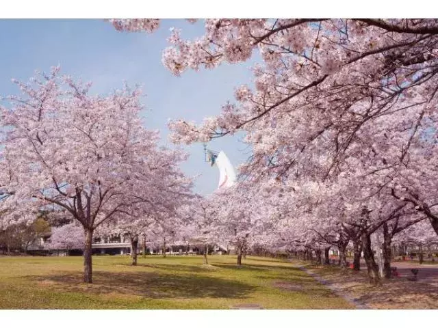 19 全国の桜まつり40選 お花見イベントや夜桜ライトアップなど ローリエプレス