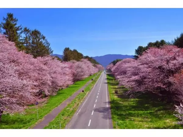 19 全国の桜まつり40選 お花見イベントや夜桜ライトアップなど ローリエプレス