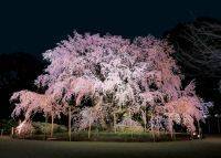 夜空に浮かぶしだれ桜が圧巻！「六義園」で桜のライトアップ開催【東京】