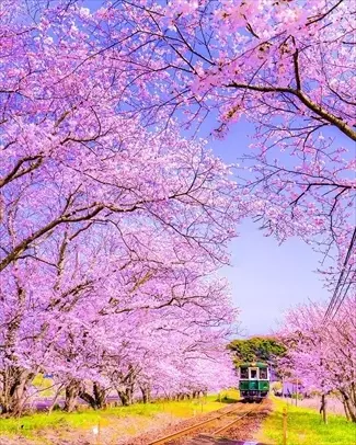 ついに開花 一度は見たい 桜絶景 19選 日本の春は美しい 全国 ローリエプレス