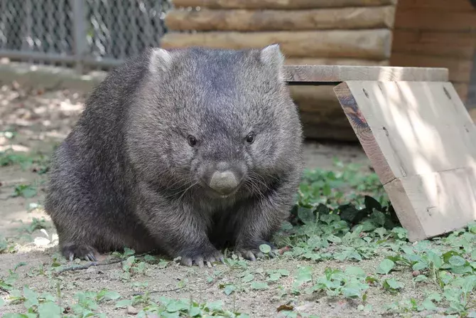 大阪 子どもが喜ぶ公園おすすめ17選 遊具に動物ふれあいなど遊び場たくさん ローリエプレス