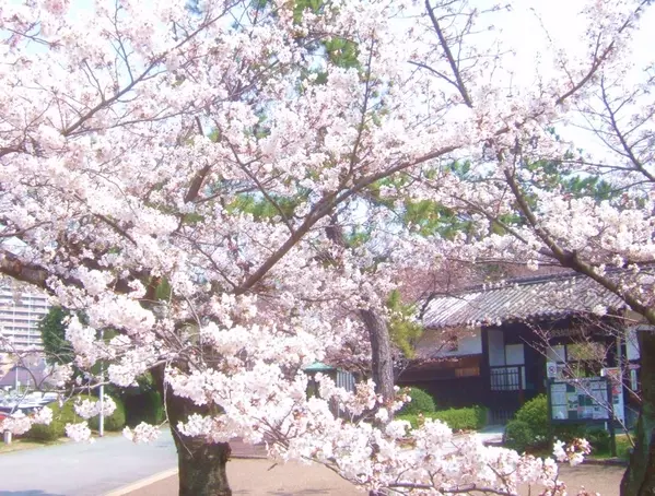 大阪でお花見やおしゃピクするならココ Gwにもおすすめな公園15選 ローリエプレス