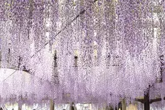 19 九州の花絶景イベント19選 バラ 藤棚もゴールデンウィークが見頃 ローリエプレス