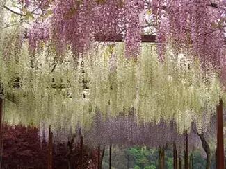 19 九州の花絶景イベント19選 バラ 藤棚もゴールデンウィークが見頃 ローリエプレス