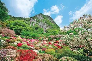 19 九州の花絶景イベント19選 バラ 藤棚もゴールデンウィークが見頃 ローリエプレス