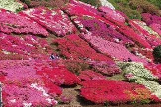 19 九州の花絶景イベント19選 バラ 藤棚もゴールデンウィークが見頃 ローリエプレス