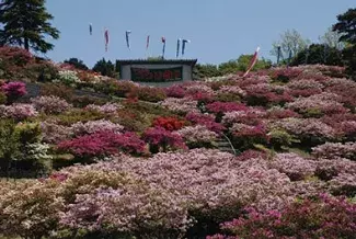 19 九州の花絶景イベント19選 バラ 藤棚もゴールデンウィークが見頃 ローリエプレス