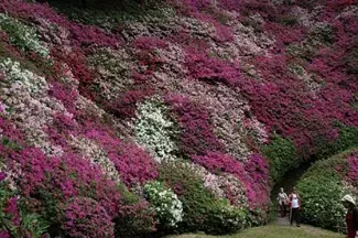 19 九州の花絶景イベント19選 バラ 藤棚もゴールデンウィークが見頃 ローリエプレス