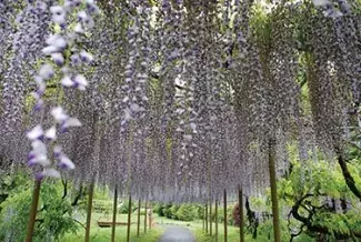 19 九州の花絶景イベント19選 バラ 藤棚もゴールデンウィークが見頃 ローリエプレス