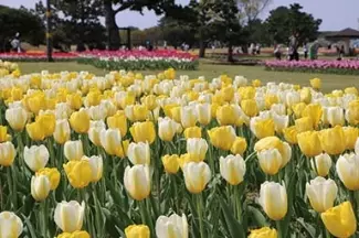 19 九州の花絶景イベント19選 バラ 藤棚もゴールデンウィークが見頃 ローリエプレス
