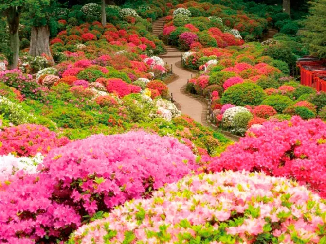 関東近郊 19gwが見頃の 花まつり 花イベント お花畑 まとめ ローリエプレス