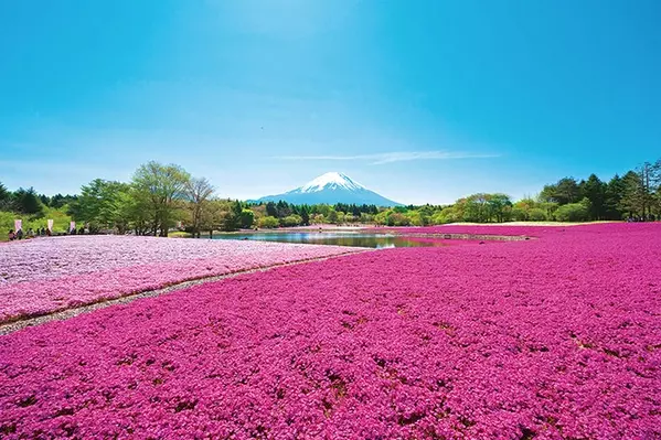 春の絶景 お花畑 12選 東海 ゴールデンウィークの日帰りデートにもオススメ ローリエプレス