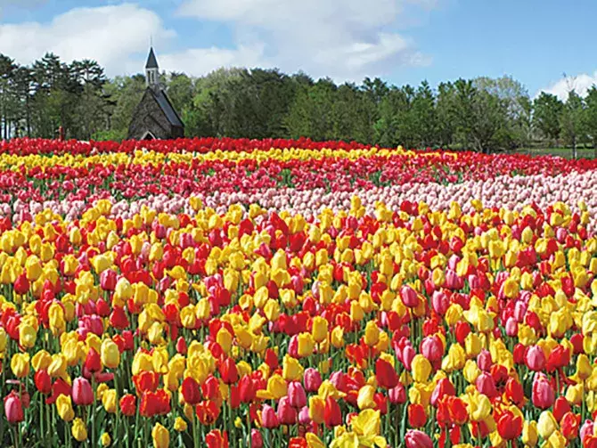 春の絶景 お花畑 12選 東海 ゴールデンウィークの日帰りデートにもオススメ ローリエプレス 春の絶景 お花畑 12選 東海 ゴールデンウィークの日帰りデートにもオススメ ローリエプレス