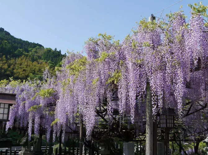 九州の穴場絶景11選 花絶景 新緑はゴールデンウィークが見頃 19 ローリエプレス