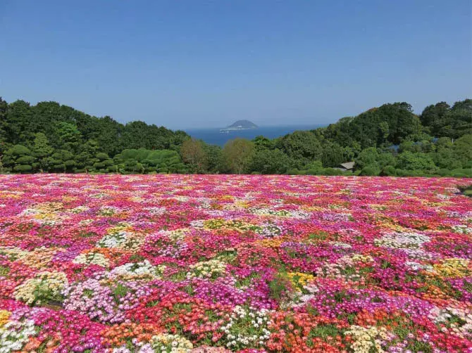 九州の穴場絶景11選 花絶景 新緑はゴールデンウィークが見頃 19 ローリエプレス