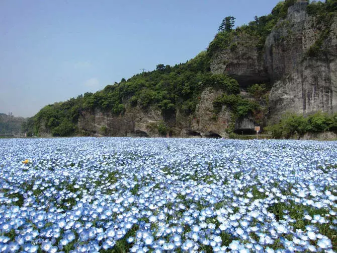 九州の穴場絶景11選 花絶景 新緑はゴールデンウィークが見頃 19 ローリエプレス