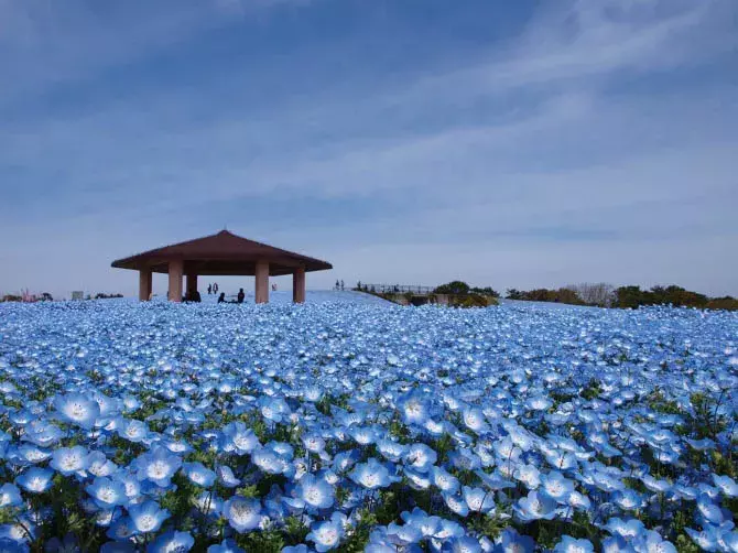 九州の穴場絶景11選 花絶景 新緑はゴールデンウィークが見頃 19 ローリエプレス