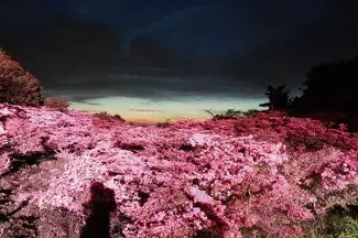 九州の穴場絶景11選 花絶景 新緑はゴールデンウィークが見頃 19 ローリエプレス