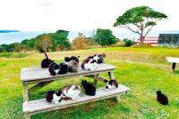 宮城県にある猫島「田代島」のおすすめスポットまとめ！行き方や石巻の観光情報も