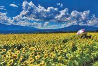 【全国】夏の「花絶景10選」一度は見たい！広大なひまわり畑やあじさいが最高に美しい