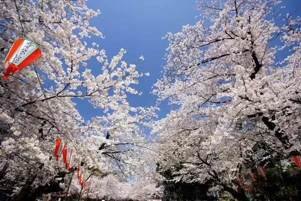 今週末が桜の見頃 東京のおすすめ花見スポット5選 19 3 29 31 ローリエプレス