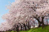 今週末が桜の見頃！東京近郊・静岡のおすすめ花見スポット12選【2019/3/29～31】
