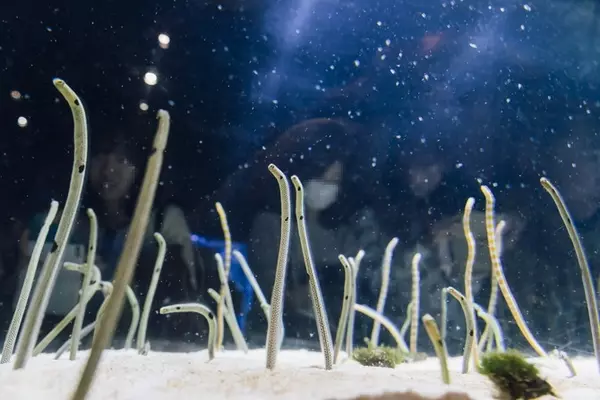 すみだ水族館デートの楽しみ方 見どころしっかり紹介 おすすめ周辺スポットも ローリエプレス