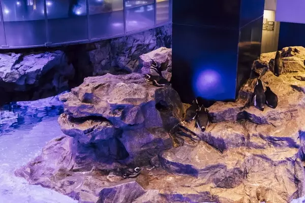 すみだ水族館デートの楽しみ方 見どころしっかり紹介 おすすめ周辺スポットも ローリエプレス