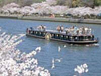 2019年は船上でお花見♪昼も夜も楽しめる「クルーズ船」で桜を堪能しよう【大阪】