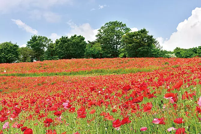 関東近郊 19年5月 6月開催のイベント38選 観光やデートにおすすめ ローリエプレス