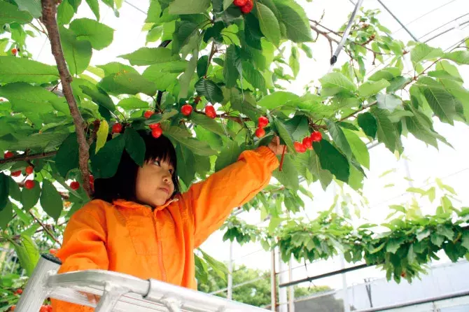 関東近郊 さくらんぼ狩り農園 おすすめ23選 佐藤錦の食べ放題も 19 ローリエプレス