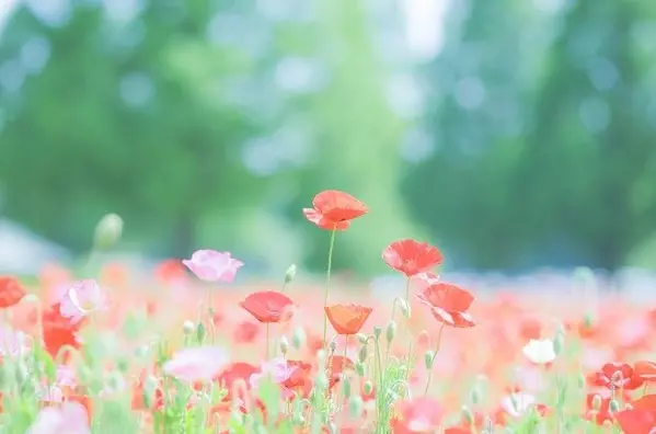 関東近郊 初夏が見頃のお花畑22選 今年こそ見たい 美しい花絶景に会いに行こう ローリエプレス