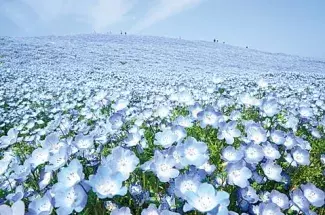 関東近郊 初夏が見頃のお花畑22選 今年こそ見たい 美しい花絶景に会いに行こう ローリエプレス