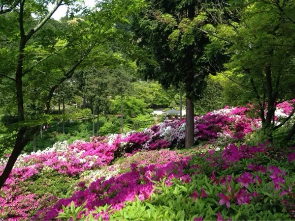 京都 三室戸寺のあじさい19 開花や見ごろは アクセス 混雑を避けるコツも ローリエプレス